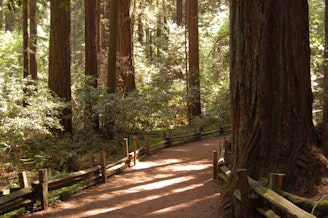 RedwoodGrove1_KenChan.jpg